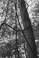Entwined 17